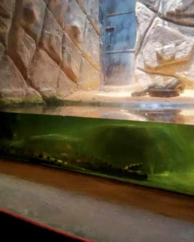 Massive Green Anacondas Bred at Madras Crocodile Bank Now on Display