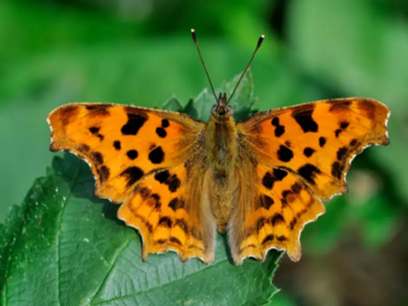 May Garden Magic: Plant Shasta Daisies and Petunias for Butterflies