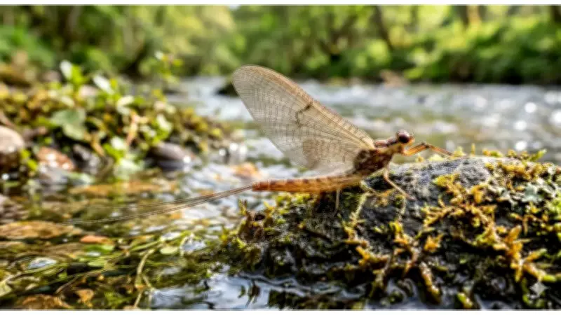 Mayflies' Urgent Mating Dance: A 300-Million-Year-Old Survival Strategy