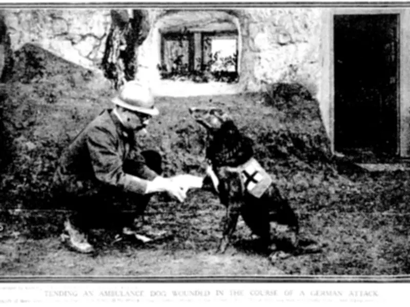 Mercy Dogs of WWI: How 20,000 Canines Became Battlefield Lifesavers