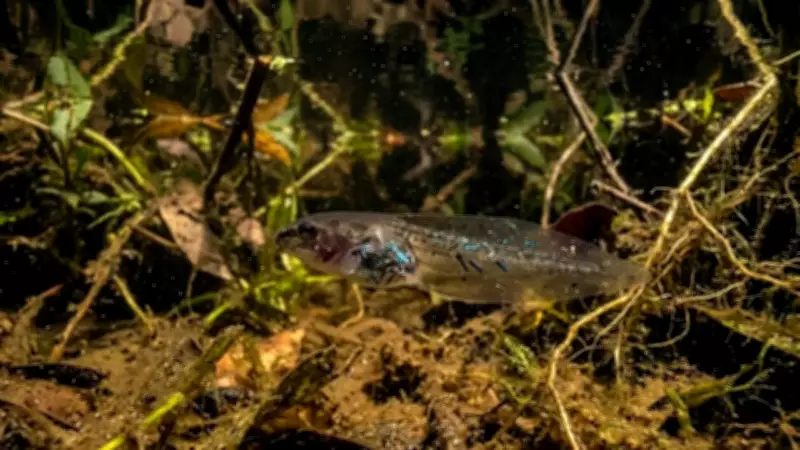 Microplastics Found in Every Tadpole Sampled in Amazon Study