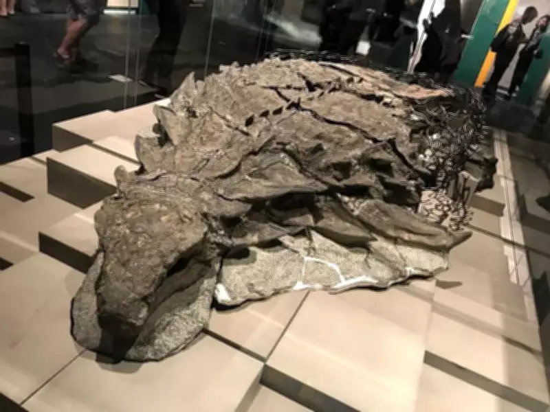 Miner's Discovery of Armoured Dinosaur Borealopelta Stuns Scientists