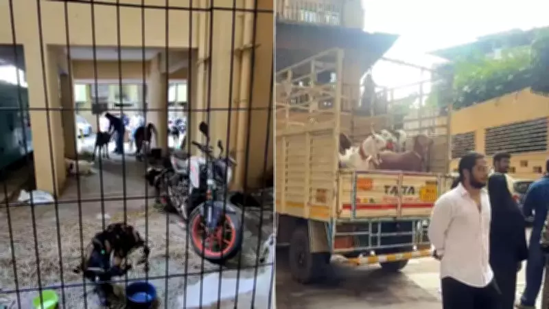 Mira Road Society Clashes Over Goats for Bakrid Sacrifice