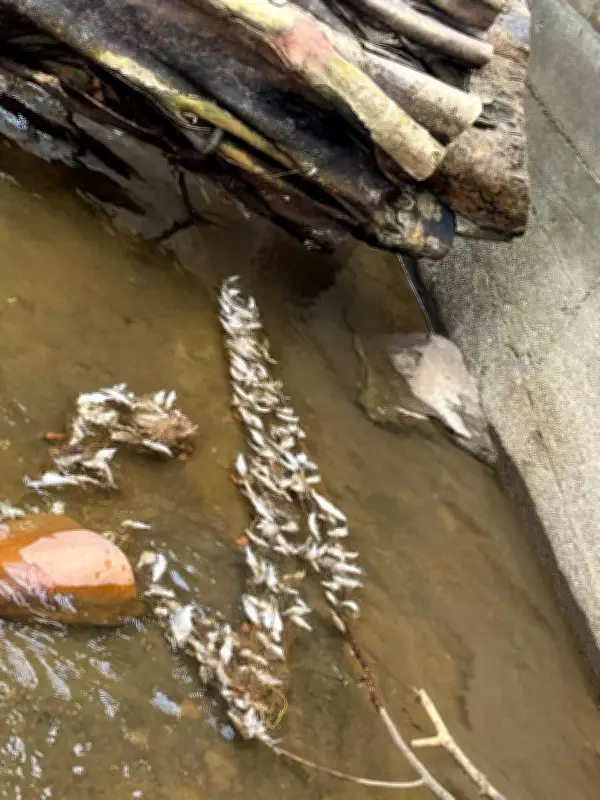 Miscreants Use Copper Sulfate to Kill Fish Near Shishileshwara Temple in Mangaluru