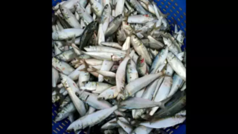 MMC Imposes Strict Ban on Wholesale Fish Sale in Vasco City from May 23