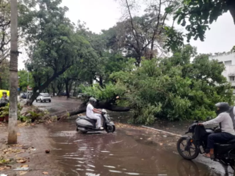 Mohali's Nightmare: Uprooted Trees, Snapped Cables, Blocked Roads, Damaged Cars