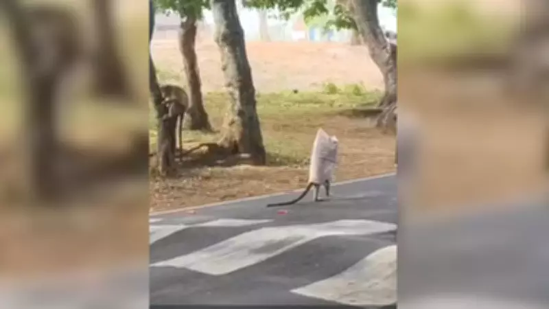 Monkey Gets Stuck in Plastic Carry Bag in Karnataka, Video Goes Viral