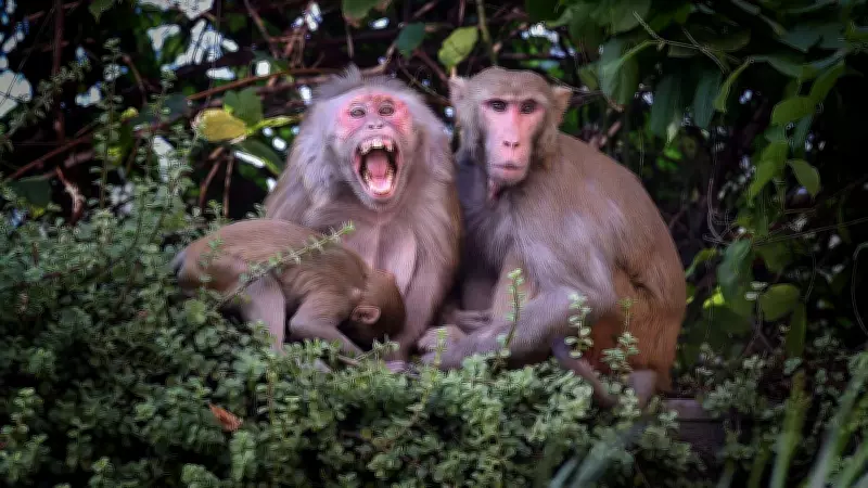Monkey Menace Divides Apartment Residents in Bengaluru