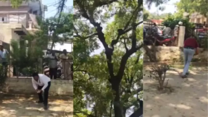 Monkey snatches bag with ₹2 lakh cash at UP court, climbs tree