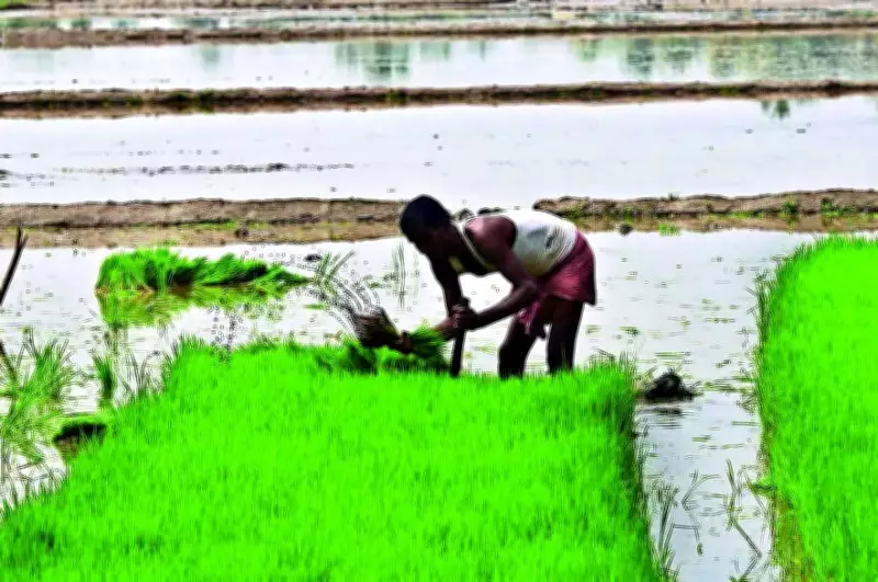 Monsoon Sowing Delayed in Kochi as Pokkali Fields Not Plowed Due to Order Error