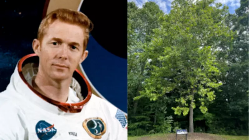 Moon Trees: Apollo 14 Seeds That Orbited the Moon Still Thrive Today
