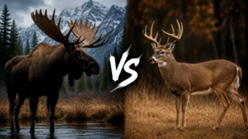 Moose vs Deer: Key Differences in Size, Habitat, and Behavior Explained