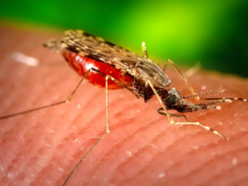 Mosquitoes Discovered in Iceland for First Time, Shattering Its Insect-Free Status