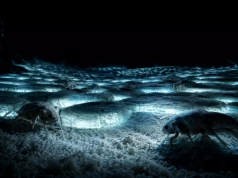 Movile Cave: A 5.5-Million-Year-Old Ecosystem Without Sunlight