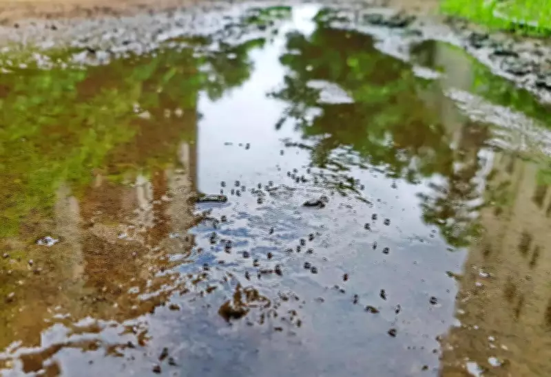Mumbai Monsoon Prep: 6,160 Water Tanks of 21 Govt Institutes Yet to Be Covered