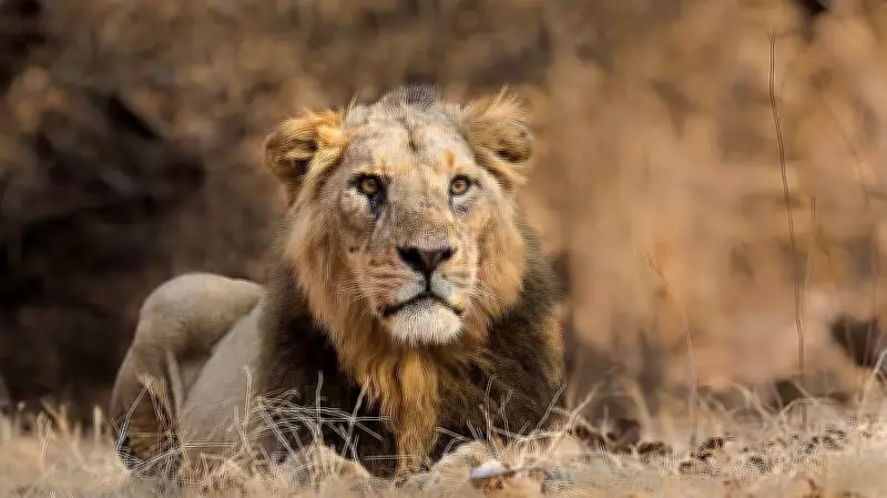 Mumbai Zoo to Welcome Asiatic Lions After a Decade-Long Gap