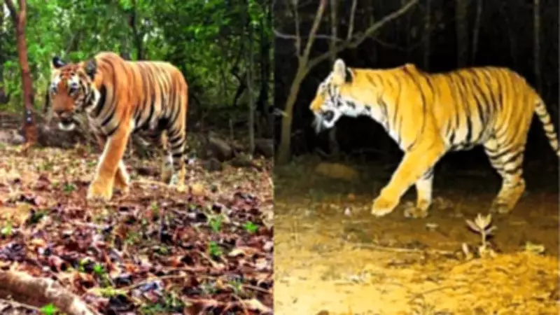 Mystery Tigress Appears in Chhattisgarh's Udanti-Sitanadi Reserve