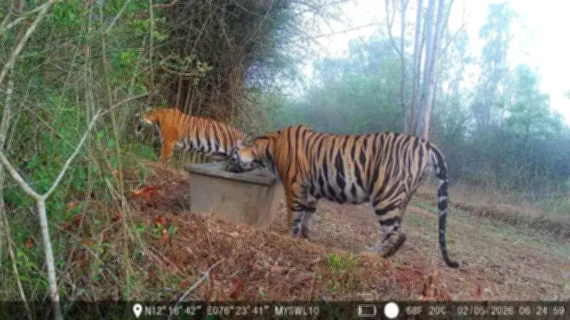 Mysuru Forest Dept Curbs Human-Tiger Conflict with Water Management