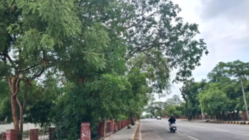 Mysuru Records Highest April Temperature at 37.2°C, Green Cover Below Norm