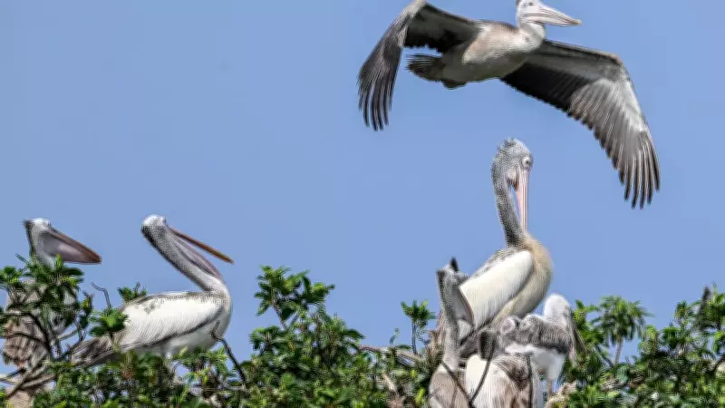 Mysuru Zoo on High Alert After H5N1 Kills 40+ Peacocks in Tumakuru