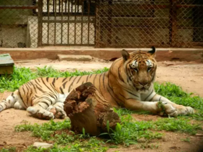 Mysuru Zoo Prepares Action Plan to Combat Avian Influenza Threat