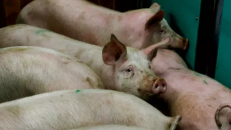Nagaland Intensifies African Swine Fever Control, Bans Pork Sale in Districts