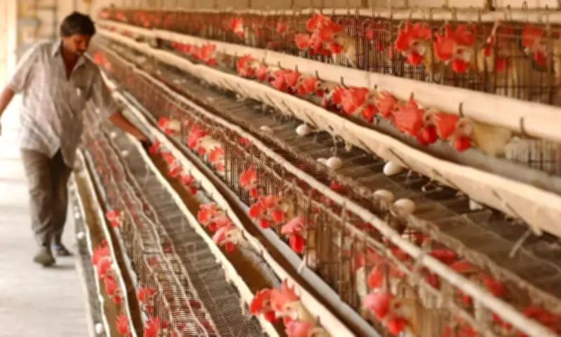 Nashik Seeks ₹10 Crore for Avian Flu Culling of 4 Lakh Birds