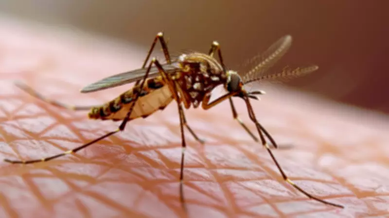 National Dengue Day 2026: Symptoms, Warning Signs, Treatment and Prevention