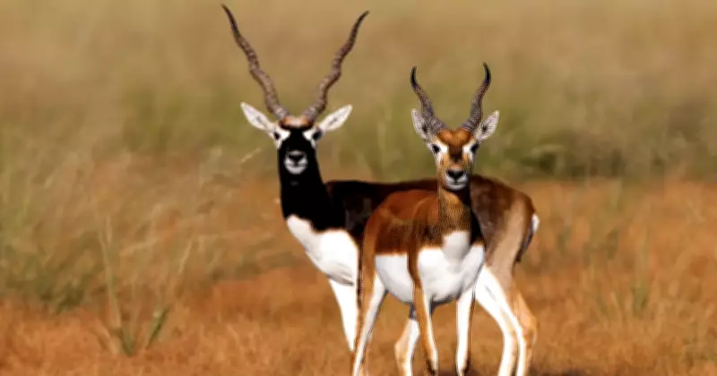 National Endangered Species Day: India's Struggling Wildlife from Nilgiri Tahr to Bengal Tiger