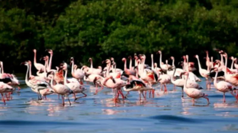 Navi Mumbai Flamingo Lake to Triple to 36 Hectares Awaiting CM Nod