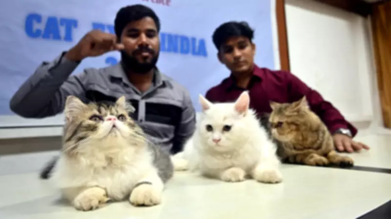 Navi Mumbai to Host World's Biggest Cat Show with 600 Felines