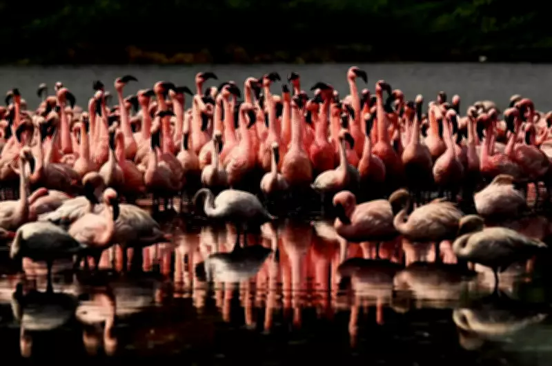 Navi Mumbai Wetlands Need Urgent Restoration as Flamingo Numbers Surge