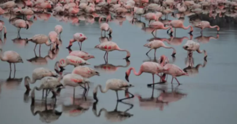 Navi Mumbai Wetlands Revival Sought as Flamingos Flock to NRI Lake