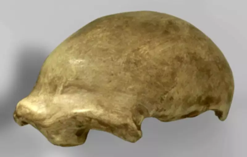 Neanderthal Discovery: How a Cave Find Revolutionized Human Evolution Science