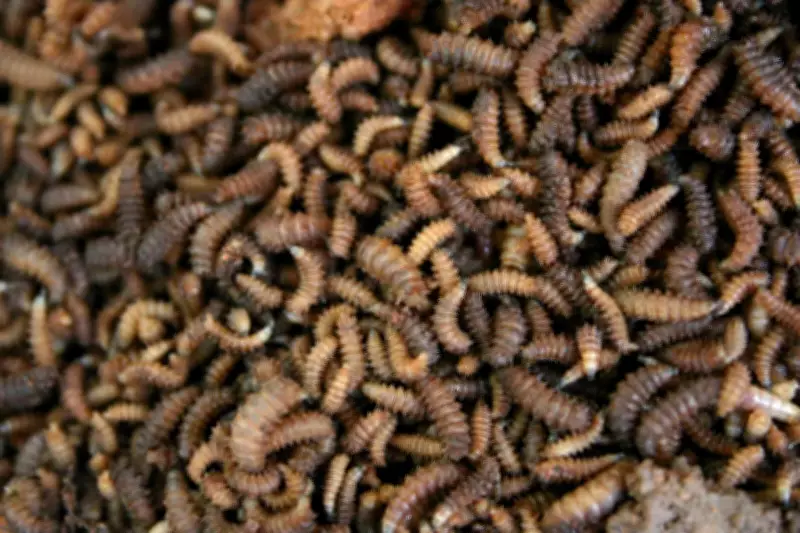 Neanderthals Ate Maggots, New Study Reveals Surprising Diet