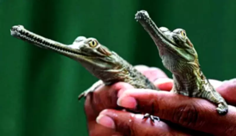 Nearly 50 Baby Gharials Hatch in Chambal Sanctuary, Boosting Conservation