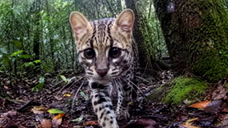 New Camera Reveals How Animals See the World in Motion