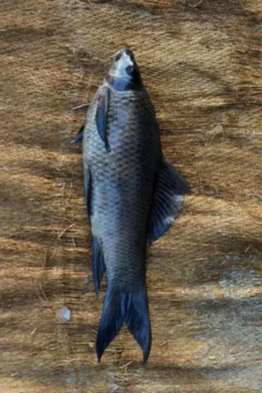 New freshwater fish species Labeo kaage discovered in Cauvery River basin