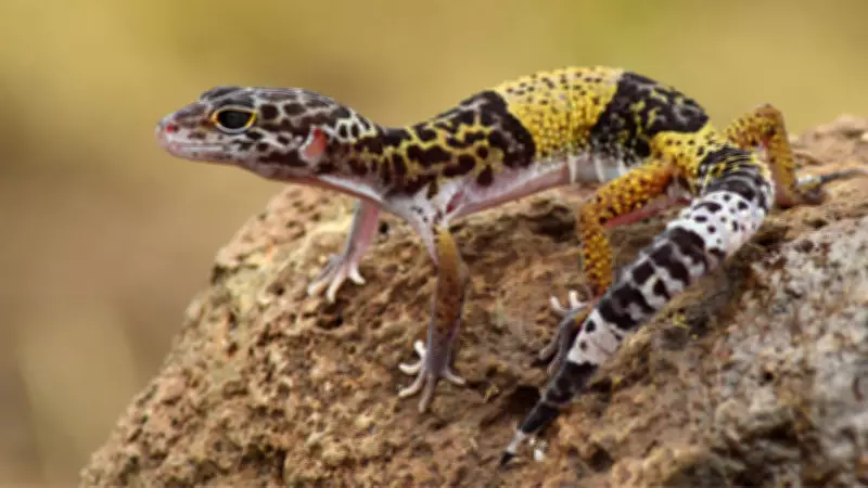 New Leopard Gecko Species Eublepharis jhuma Discovered in Bihar's Kaimur Hills