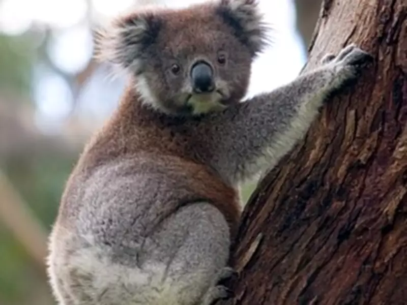 New Prehistoric Koala Species Discovered in Western Australia Caves