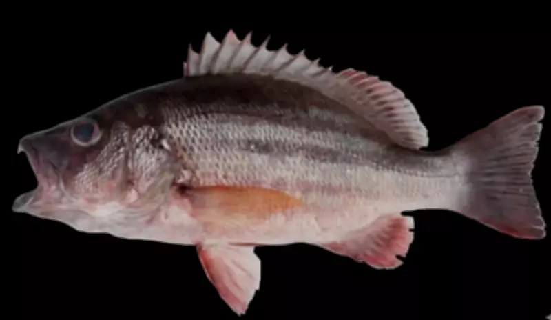 New Snapper Species Lutjanus Arakan Recorded in Indian Waters at Gopalpur