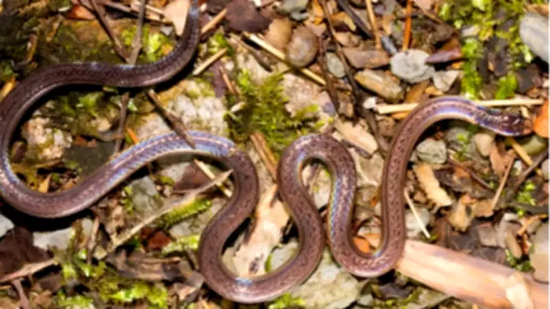 New 'Two-Headed Snake' Discovered in China Stuns Scientists with Bizarre Defense
