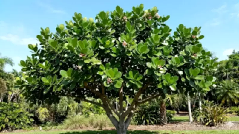 Night-Time Photosynthesis in Clusia Rosea: A Key to Water Conservation