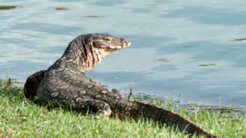 Nile Monitor Lizards: How to Keep Them Away from Your Home and Garden