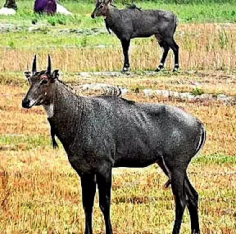 Nilgai killed by villagers in Chhattisgarh forest range, two arrested