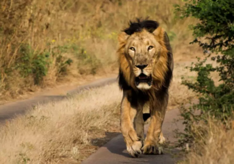 No New Babesia Cases in Lions for 3 Days, 17 Under Observation in Gujarat