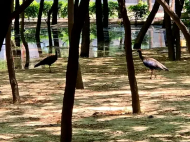 Noida Greenbelt Becomes Sanctuary for Cranes, Black Ibises, Peacocks