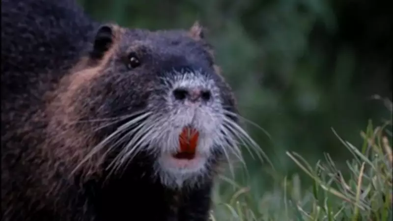 Nutria Invasion in California: Deliberate Release Suspected in Wetland Damage