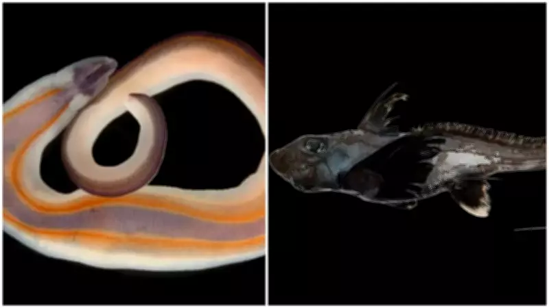 Ocean Census Reveals Over 1,100 New Marine Species Discovered