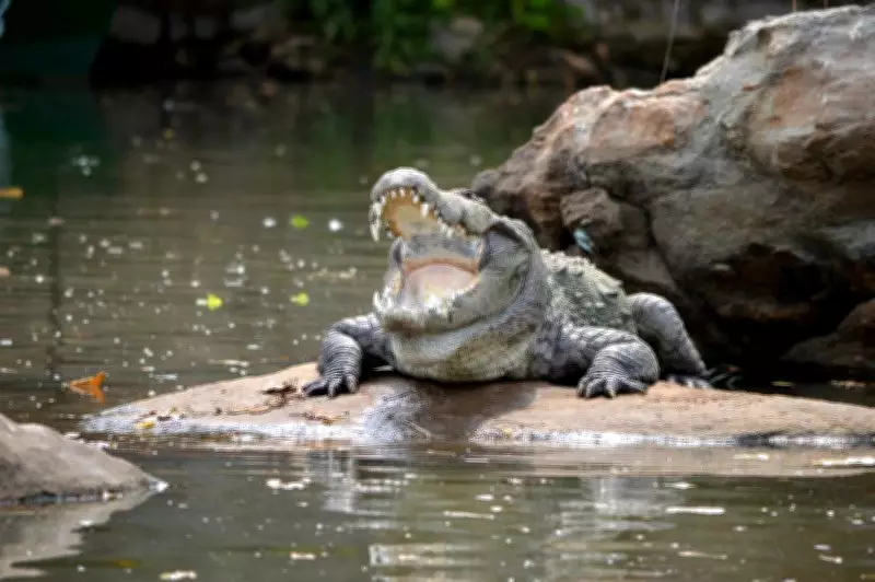 Odisha Woman Escapes Crocodile Attack by Striking Its Eyes with Spoon